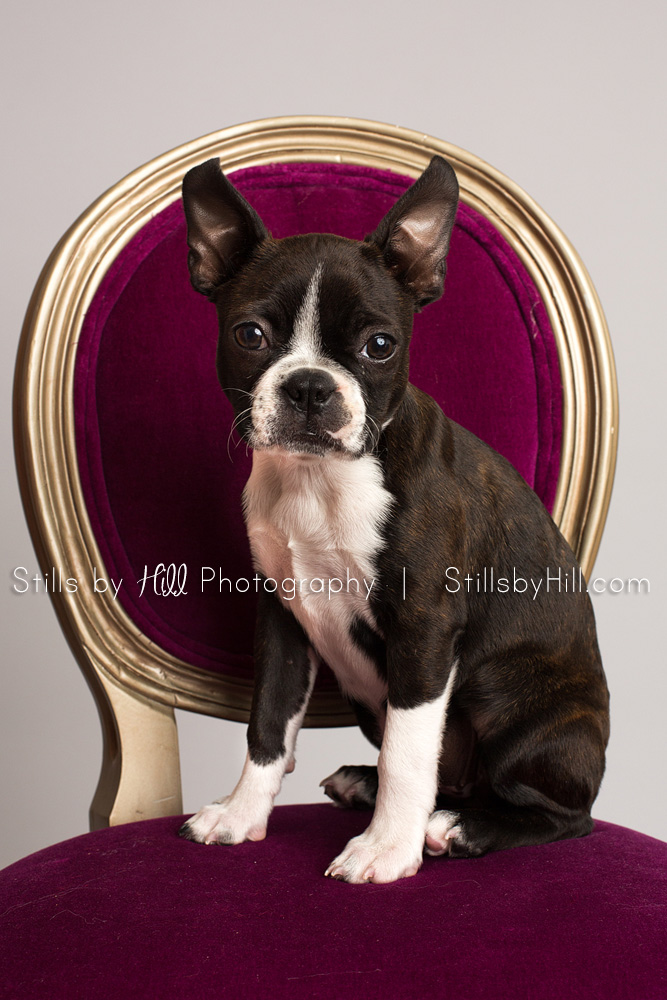 san diego puppy photography