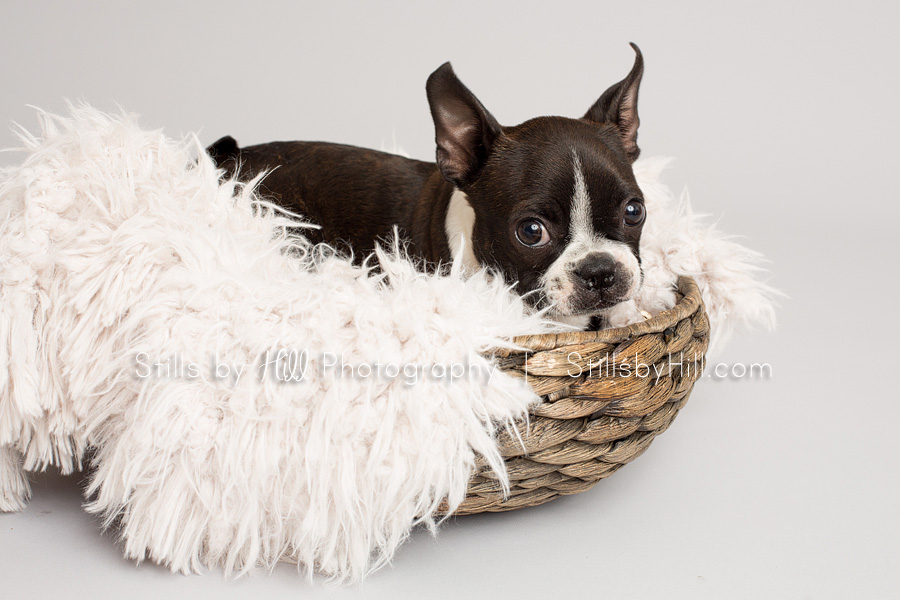 san diego puppy photography