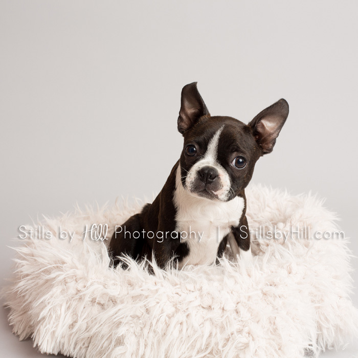 san diego puppy photography