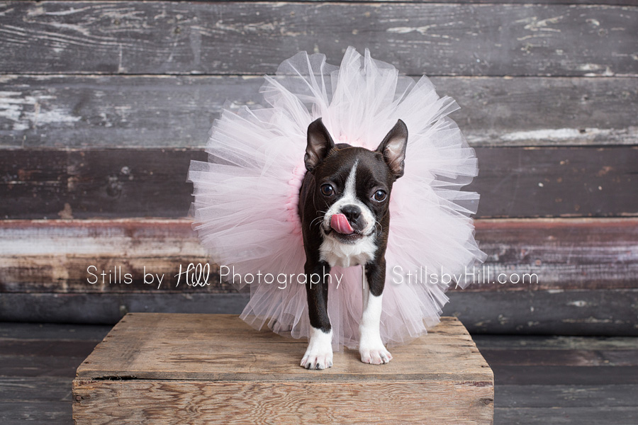 san diego puppy photography