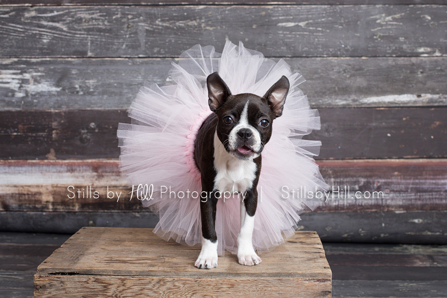 san diego puppy photography