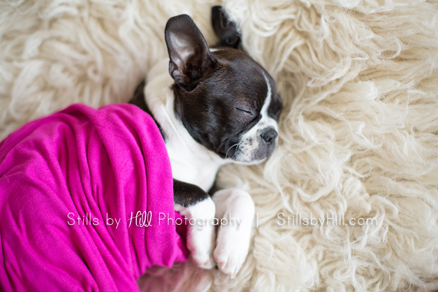 san diego puppy photography