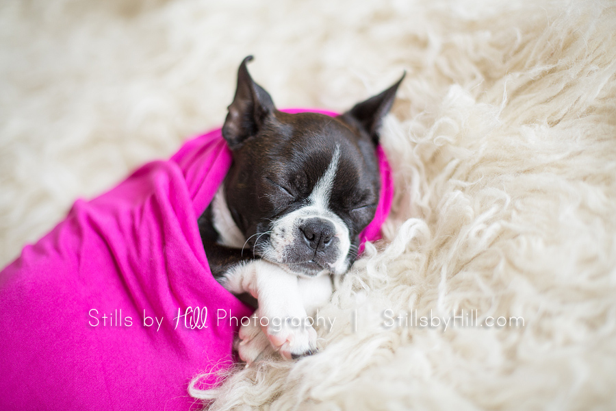 san diego puppy photography